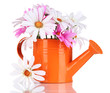 Beautiful daisies in colorful watering can isolated on white