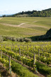 Chianti vineyard slopes