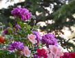 flowers background