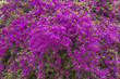 Lila Bougainvillea, formatfüllend