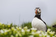 Foto: Papageitaucher (Fratercula arctica) Papageitaucher (Fratercula arctica)