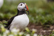 Foto: Papageitaucher (Fratercula arctica) Papageitaucher (Fratercula arctica)