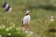 Foto: Papageitaucher (Fratercula arctica) Papageitaucher (Fratercula arctica)