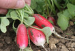 Picking French Breakfast Radish