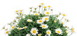Foto: daisies daisies