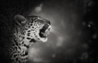 Leopard portrait