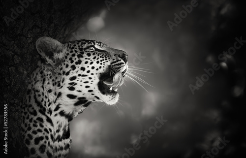 Fototapeta Leopard portrait