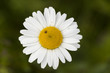 Magerwiesen-Margerite (Leucanthemum vulgare)