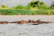 Foto: Hippo on Chamo Lake (Ethiopia) Hippo on Chamo Lake (Ethiopia)