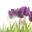 Foto: tulipany tulipany