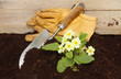 Primrose and gloves