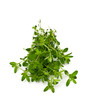 thyme isolated on white background