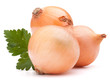 Onion vegetable bulb and parsley leaves still life