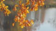 Autumn leaves, autumn forest
