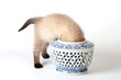 Siames kitten playing