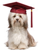 Cute eminent graduation havanese dog wit red cap