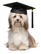 Cute eminent graduation havanese dog wit black cap