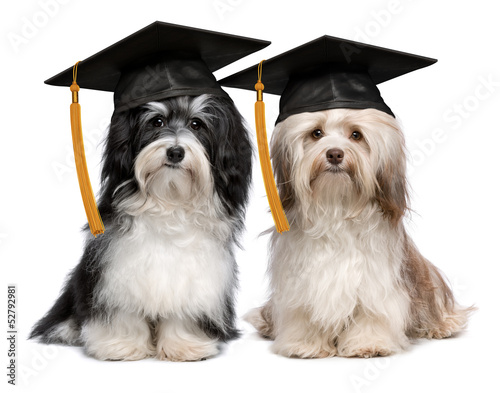 Photo: Two eminent graduation havanese dogs wit cap Two eminent graduation havanese dogs wit cap