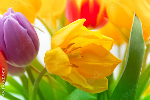 colored tender tulips in spring bouqet © Morgenstjerne
