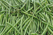 Common bean