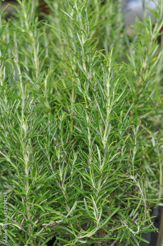Photo: Rosemary Rosemary