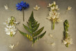 Plant parts