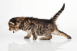 beautiful cute 20 days old kitten walking along