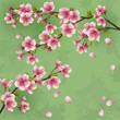 Vintage background with Japanese cherry tree sakura