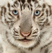 Photo: Close-up of a White tiger cub, 2 months old Close-up of a White tiger cub, 2 months old