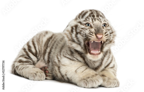 Photo: White tiger cub roaring and lying, 2 months old, isolated White tiger cub roaring and lying, 2 months old, isolated