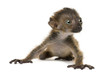 Baby Blue-eyed Black Lemur, isolated on white (20 days old)