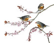 Photo: Group of Red-billed Leiothrix perched on a Japanse cherry branch Group of Red-billed Leiothrix perched on a Japanse cherry branch