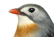 Photo: Close-up of a Red-billed Leiothrix, Leiothrix lutea, isolated Close-up of a Red-billed Leiothrix, Leiothrix lutea, isolated
