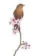 Foto: Common Chaffinch perched on branch, Fringilla coelebs Common Chaffinch perched on branch, Fringilla coelebs