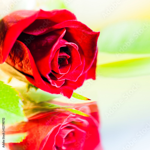 Photo: rosa rosa