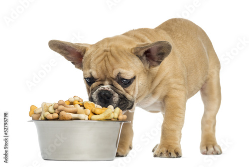 Photo: French Bulldog puppy eating from a bowl full of biscuits French Bulldog puppy eating from a bowl full of biscuits