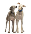 Two Spanish Galgo standing, 6 years old, isolated on white