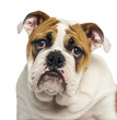 Photo: Close-up of an English Bulldog puppy looking desperate Close-up of an English Bulldog puppy looking desperate