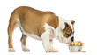 English Bulldog puppy eating from a bowl full of biscuits