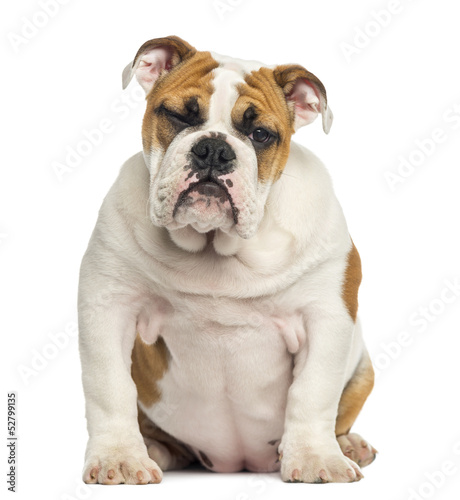 Photo: English Bulldog puppy sitting, 4 months old, isolated on white English Bulldog puppy sitting, 4 months old, isolated on white