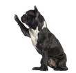 Side view of a French Bulldog pawing up, isolated