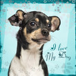 Foto: Close-up of a Chihuahua puppy on fancy background, 6 months old Close-up of a Chihuahua puppy on fancy background, 6 months old