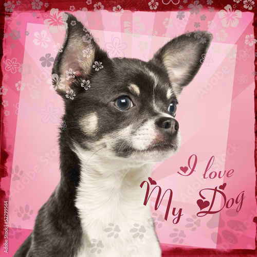 Photo: Close-up of a Chihuahua on fancy background, 7 months old Close-up of a Chihuahua on fancy background, 7 months old