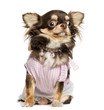 Dressed up Chihuahua looking stunned, sitting, isolated on white