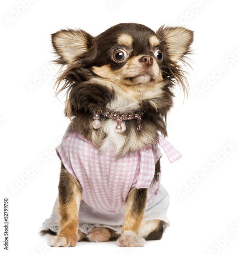 Photo: Dressed up Chihuahua looking stunned, sitting, isolated on white Dressed up Chihuahua looking stunned, sitting, isolated on white