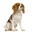 Cavalier King Charles Spaniel puppy, sitting, 5 months old