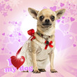 Photo: Chihuahua wearing a lace dress, fancy collar on heart background Chihuahua wearing a lace dress, fancy collar on heart background