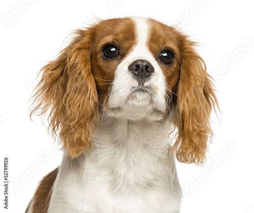Photo: Close-up of a Cavalier King Charles Spaniel puppy, 5 months old Close-up of a Cavalier King Charles Spaniel puppy, 5 months old