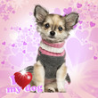 Chihuahua puppy sitting on heart background