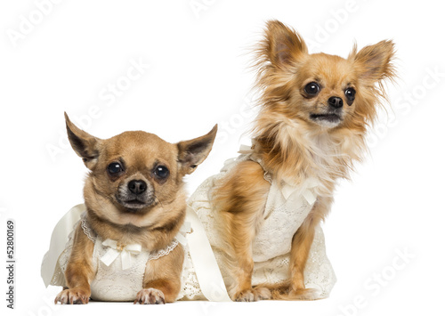 Photo: Two Chihuahua wearing dresses, 4 and 6 years old, isolated Two Chihuahua wearing dresses, 4 and 6 years old, isolated